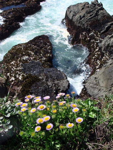 Flowers at the Edge
